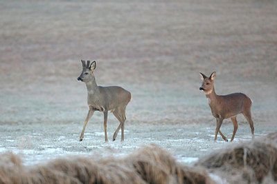 BUITEN BEELD Foto: 291412