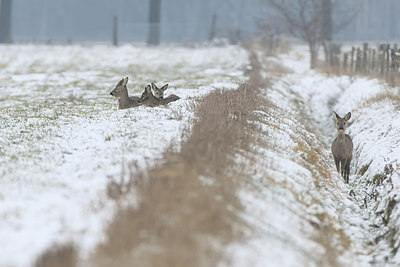 BUITEN BEELD Foto: 291414