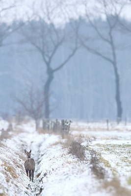 BUITEN BEELD Foto: 291415