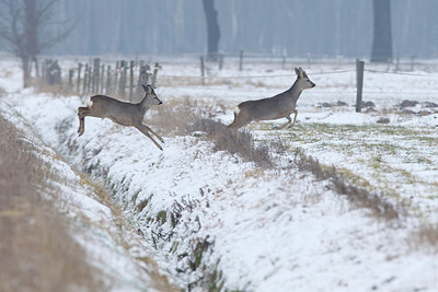 BUITEN BEELD Foto: 291418