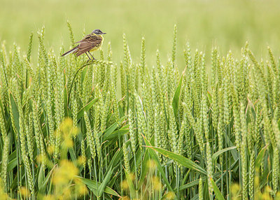 BUITEN BEELD Foto: 291428