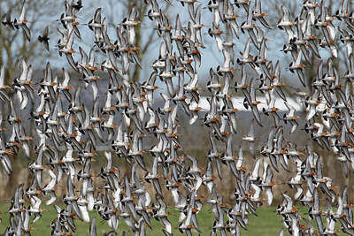 BUITEN BEELD Foto: 291450