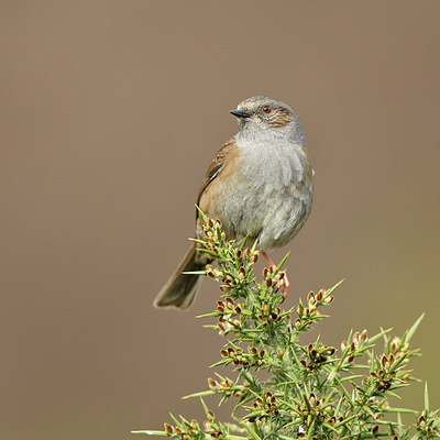 BUITEN BEELD Foto: 291452