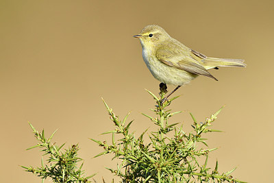 BUITEN BEELD Foto: 291453