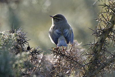 BUITEN BEELD Foto: 291456