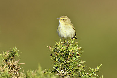 BUITEN BEELD Foto: 291460