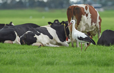 BUITEN BEELD Foto: 291537