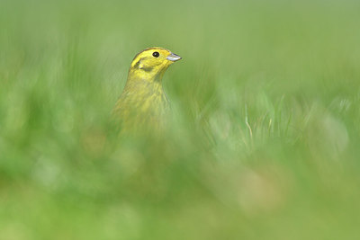 BUITEN BEELD Foto: 291545