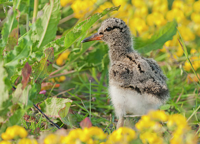 BUITEN BEELD Foto: 291606