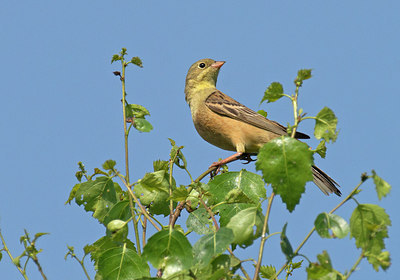 BUITEN BEELD Foto: 291611