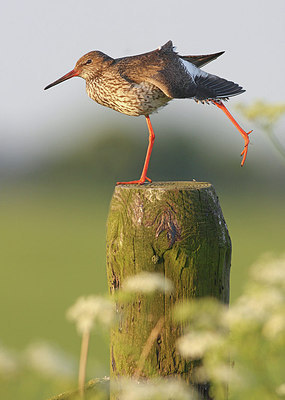 BUITEN BEELD Foto: 291615