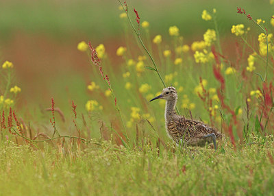 BUITEN BEELD Foto: 291616