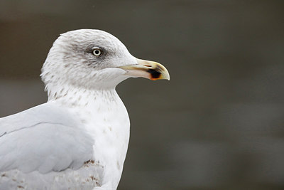 BUITEN BEELD Foto: 291651