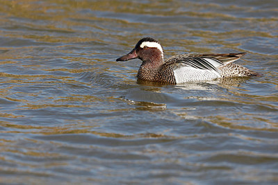 BUITEN BEELD Foto: 291653