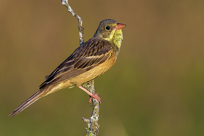 BUITEN BEELD Foto: 291688