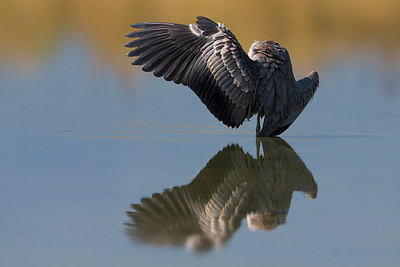 BUITEN BEELD Foto: 291729