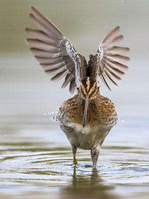 BUITEN BEELD Foto: 291759