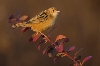 BUITEN BEELD Foto: 291765