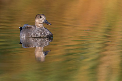 BUITEN BEELD Foto: 291776