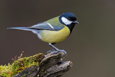 BUITEN BEELD Foto: 291791