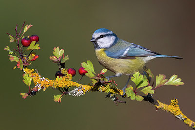 BUITEN BEELD Foto: 291794