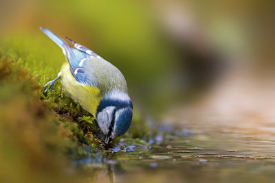 BUITEN BEELD Foto: 291795