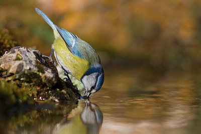 BUITEN BEELD Foto: 291797
