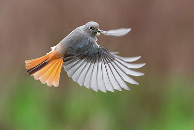 BUITEN BEELD Foto: 291839