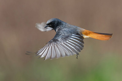 BUITEN BEELD Foto: 291844
