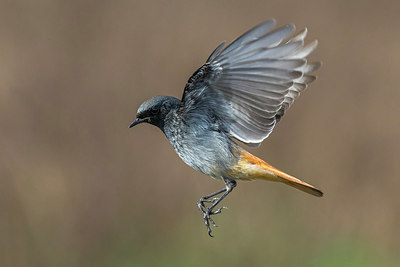 BUITEN BEELD Foto: 291846