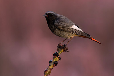 BUITEN BEELD Foto: 291861