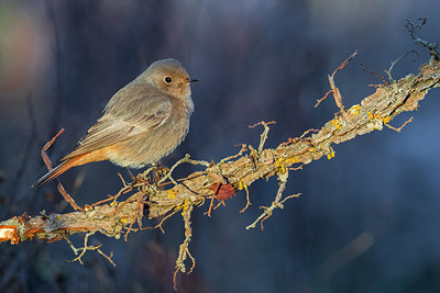 BUITEN BEELD Foto: 291863