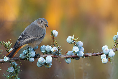 BUITEN BEELD Foto: 291864