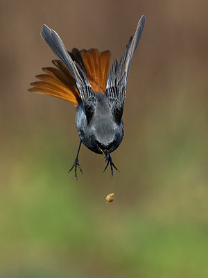 BUITEN BEELD Foto: 291866