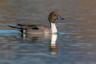 BUITEN BEELD Foto: 291870