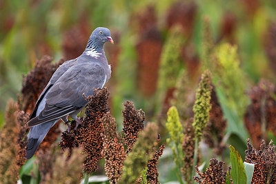 BUITEN BEELD Foto: 291873