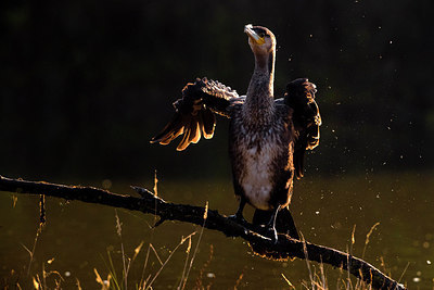BUITEN BEELD Foto: 291878