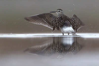 BUITEN BEELD Foto: 292030