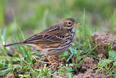 BUITEN BEELD Foto: 292033