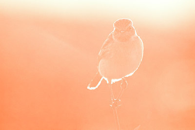 BUITEN BEELD Foto: 292060