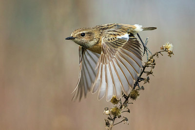 BUITEN BEELD Foto: 292068