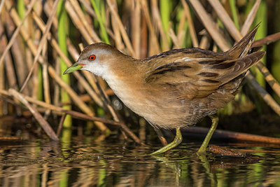 BUITEN BEELD Foto: 292078