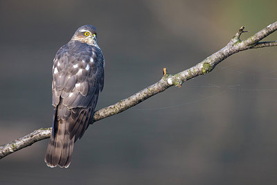 BUITEN BEELD Foto: 292084