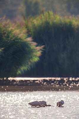 BUITEN BEELD Foto: 292089