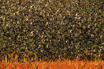 BUITEN BEELD Foto: 292107