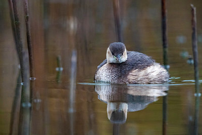 BUITEN BEELD Foto: 292152