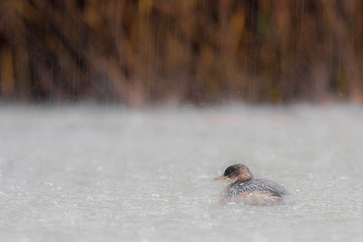 BUITEN BEELD Foto: 292153