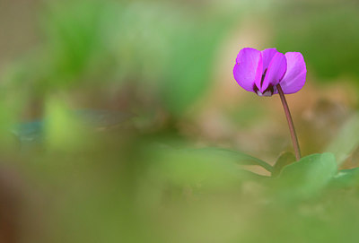 BUITEN BEELD Foto: 292177