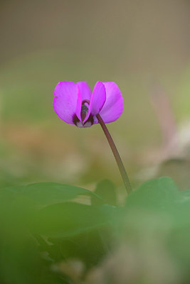 BUITEN BEELD Foto: 292186