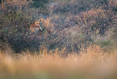 BUITEN BEELD Foto: 292225
